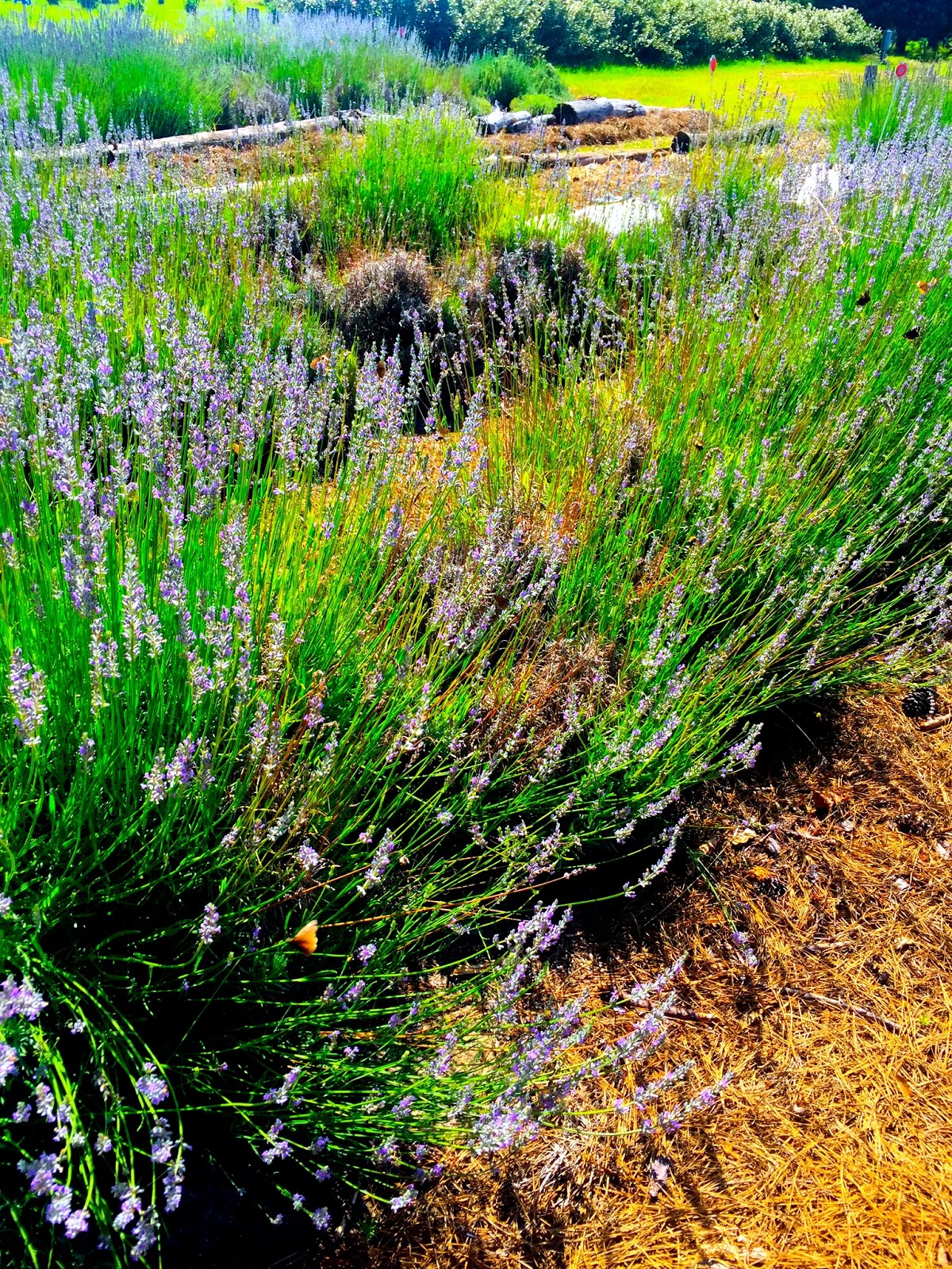 Butterstone White Hills Herb Farm