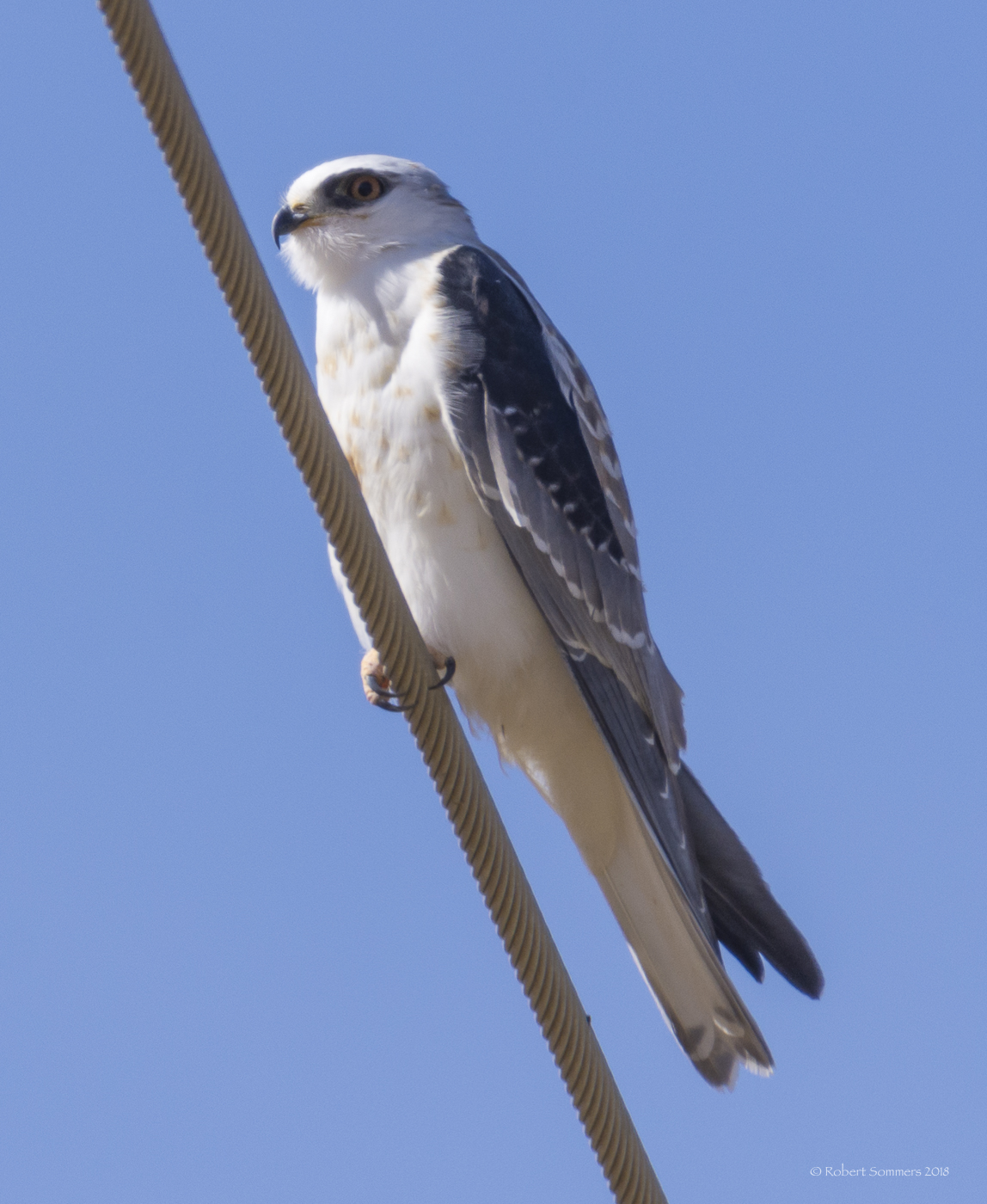 Blue Heron Blast White tailed kite