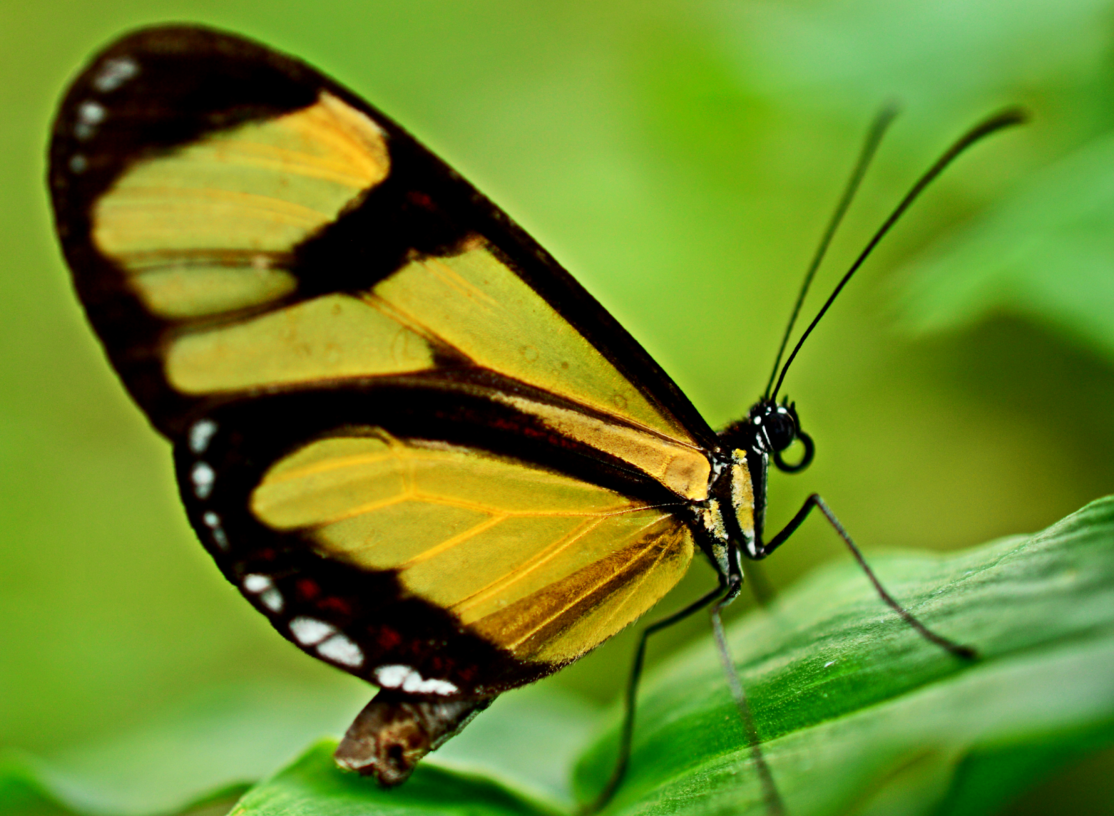 Borboleta Preta E Amarela ENSINO Borboleta Preta E Amarela ENSINO