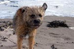 Kelso Terrier