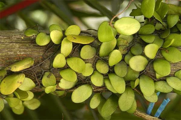 SISIK NAGA (Drymoglossum piloselloides) | Eny Prasetyo