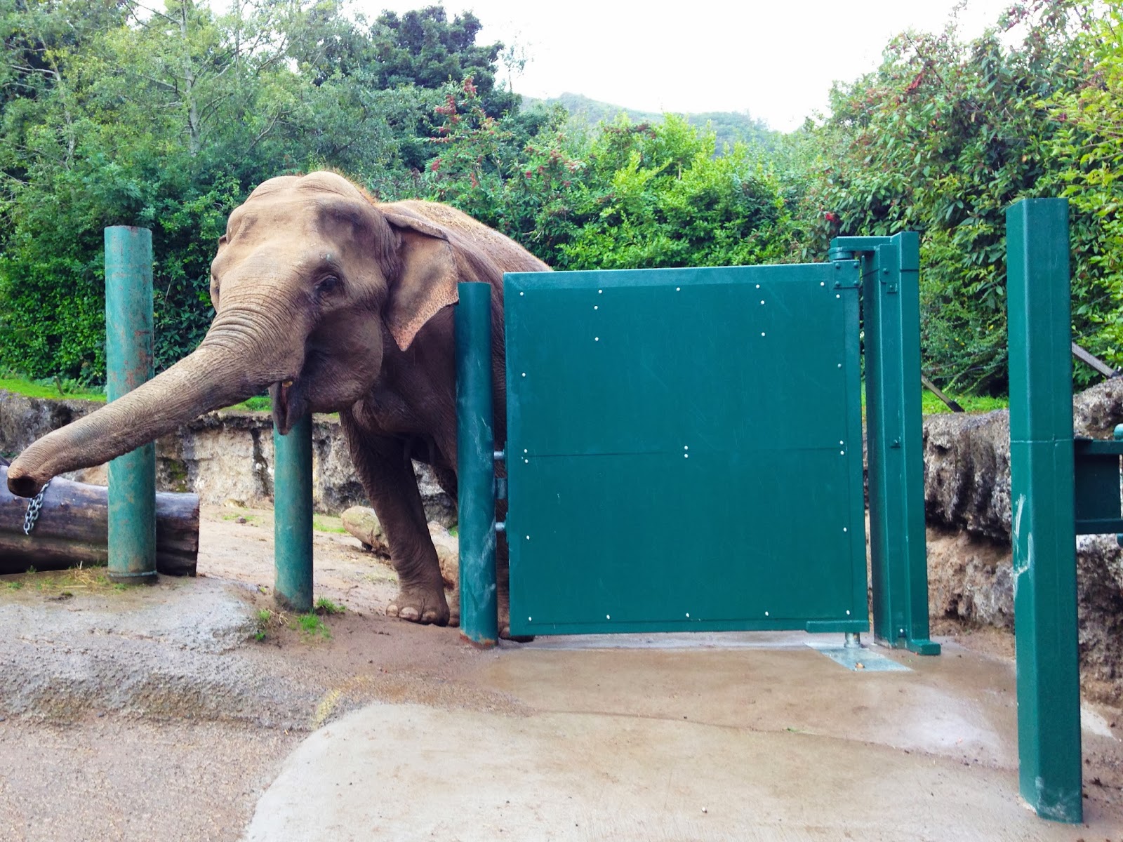 The Door Industry Journal Securing Asian Elephants at Belfast Zoo