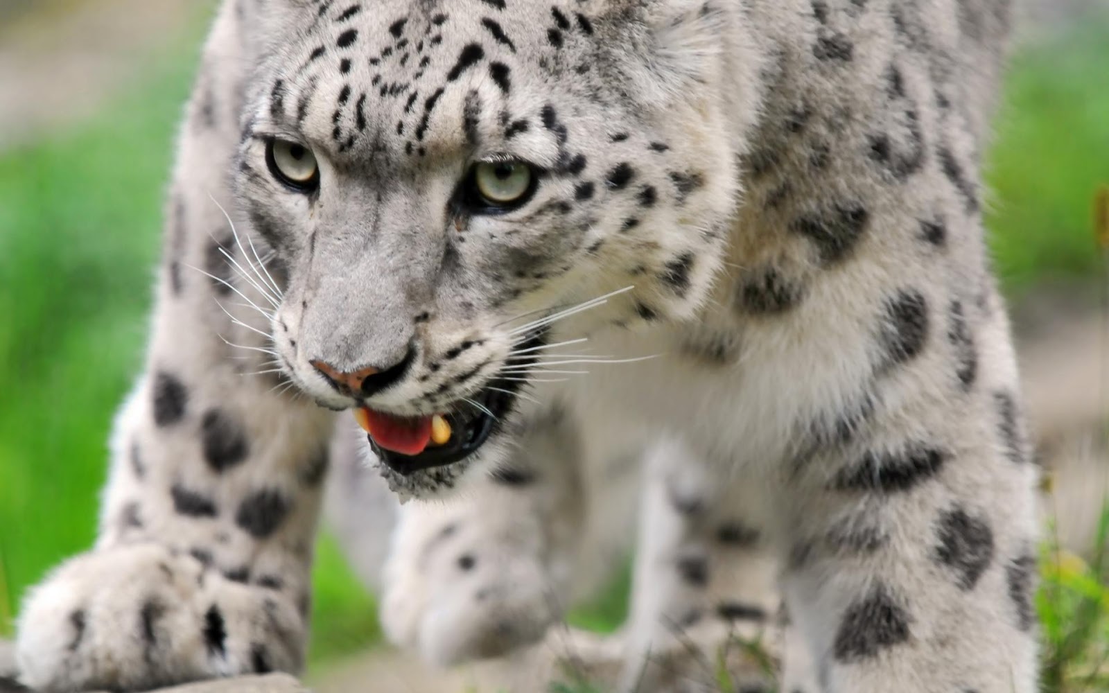 White Cheetahs | Wild Life Adventures