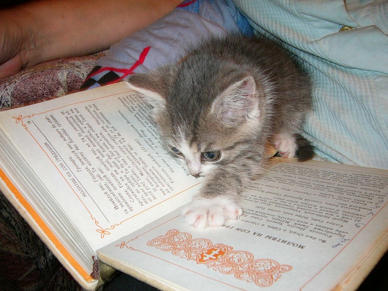 Любишь животных читай. Книга котик. Коты читают книги. Кот с книжкой. Кот читает.