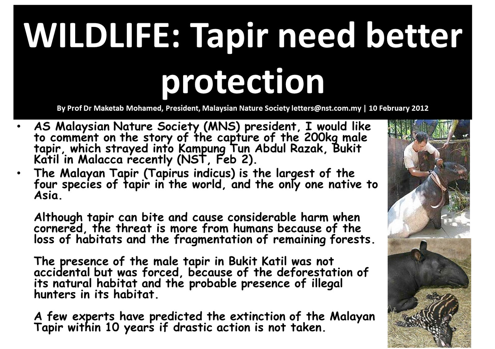 Dr Mat: Save Tapir Before its TOO late! More research and habitat ...