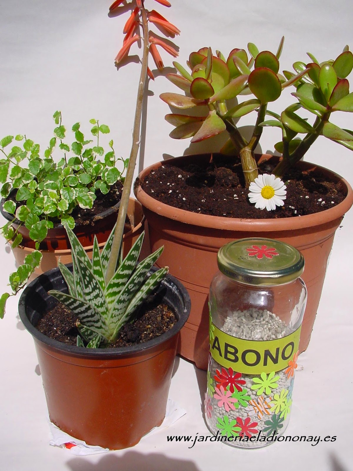 Jardineria Eladio Nonay: ABONO PARA MIS PLANTAS (Jardinería Eladio Nonay)