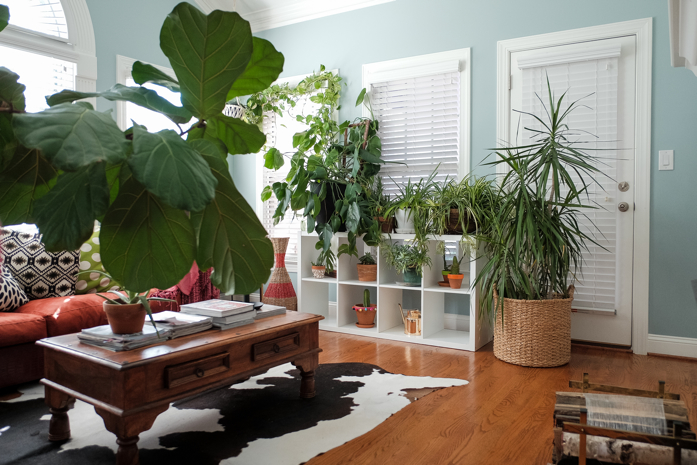 How to Maintain Your Houseplants During the Fall and Winter Months- designaddictmom