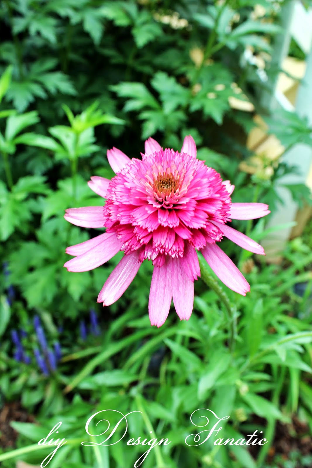 Shoreline Area News In The Garden Now A Handful Of Hydrangeas