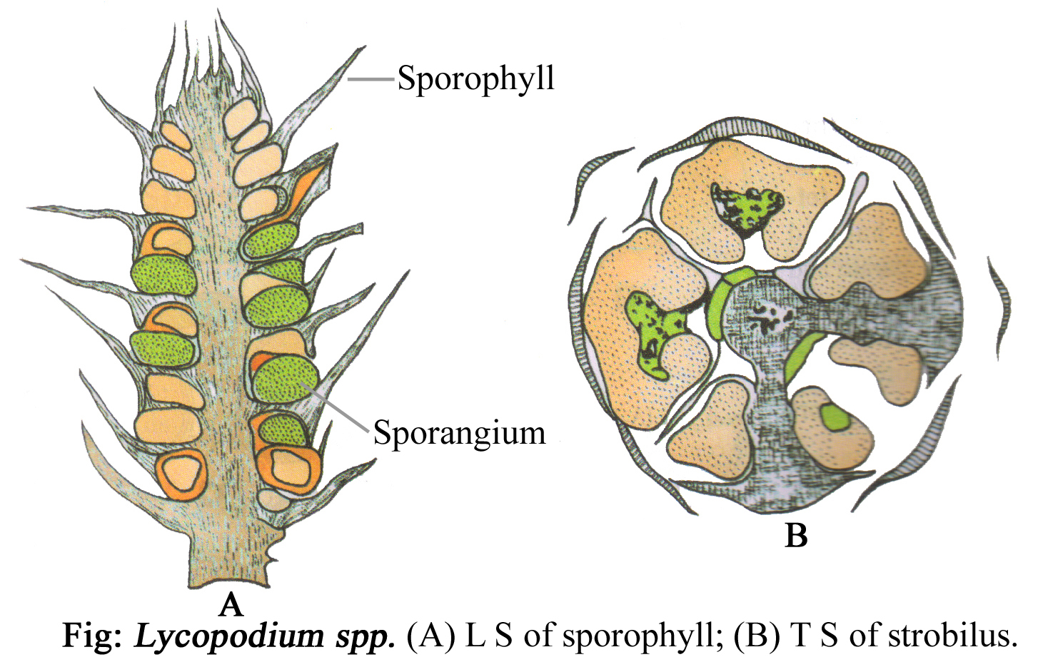LYCOPODIUM CLASSIFICATION, STRUCTURE OF SPOROPHYTE, REPRODUCTION