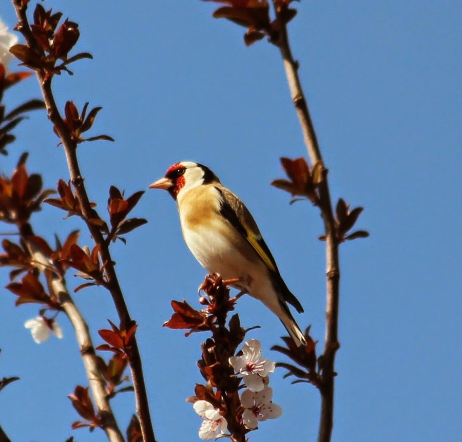 Carduelis carduelis