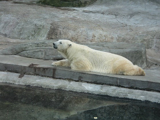 The Cool Polar Bear