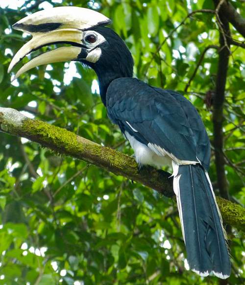 asian pied hornbill Asian pied hornbill