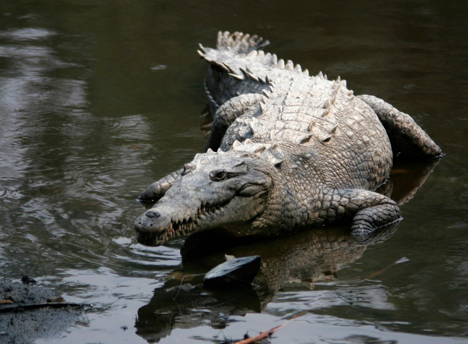 Los peces mas hermosos del mundo: Reptiles de Costa Rica