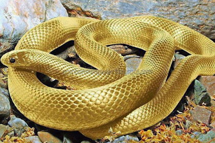 Mimpi Ular Kobra Hitam Kuning Mimpi Ular Kobra Hitam Kuning
