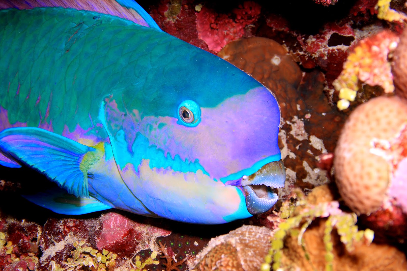 цихлида-попугай. шишколобый губан. зелёная шишколобая рыба-попугай. краснозубый синий спинорог. рыба риф тайланд.