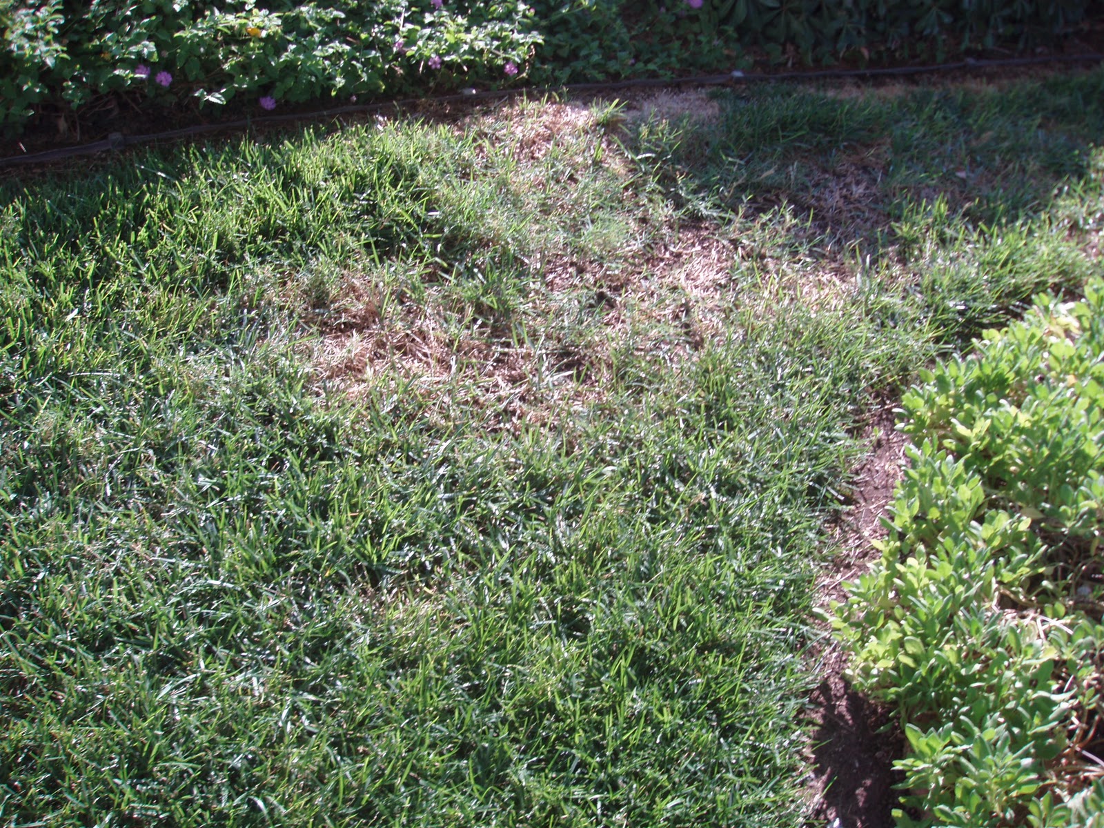Xtremehorticulture Of The Desert Lawn Brown Patches May Be Summer