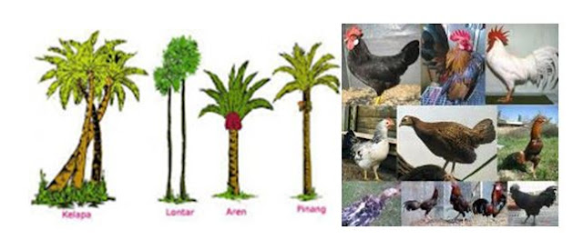 Apakah perbedaan keanekaragaman hayati tingkat genetik, spesies, dan