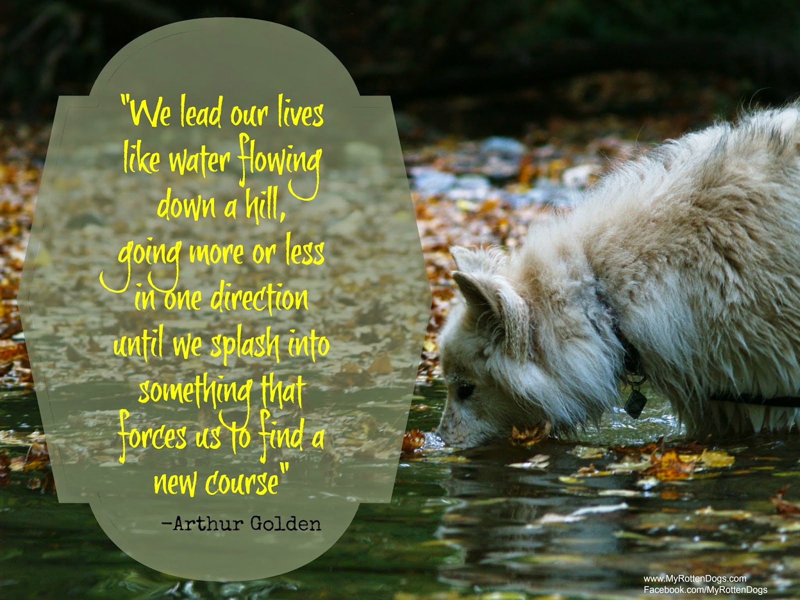 I love this quote and hate it at the same time Mostly I am thankful for my steadfast dogs