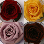 Rosas Preservadas Colombianas - Blog Rebeca Flores