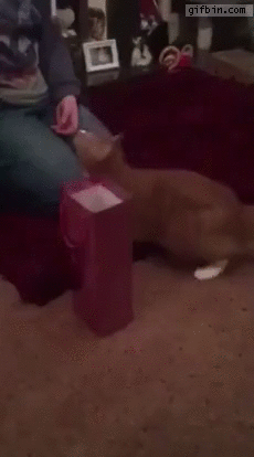 Funny cats - part 249, best cute cat gif, funny cat gifs
