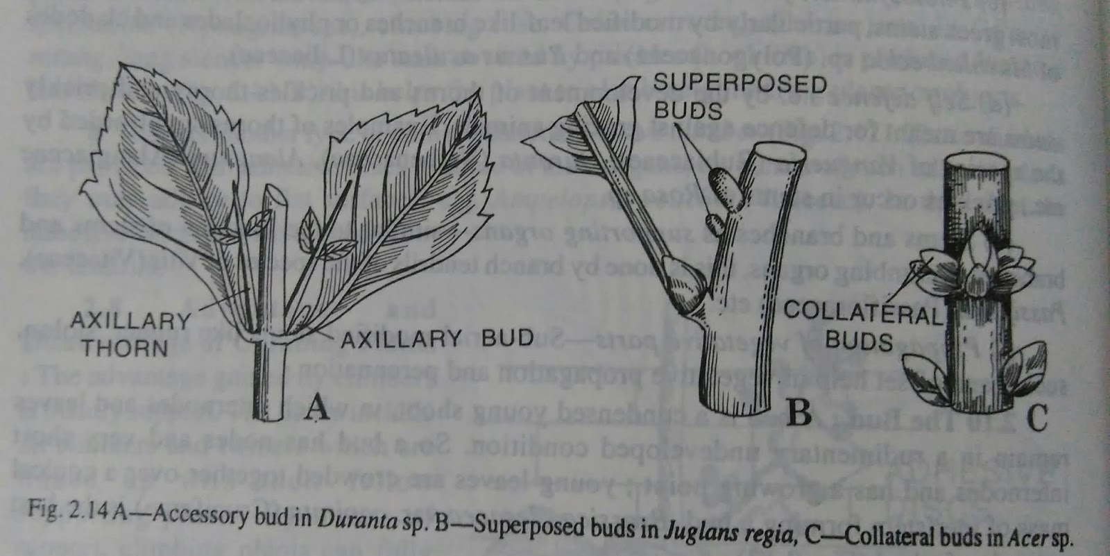 Stemadvantage and disadvantage of climbing plants,function of stem