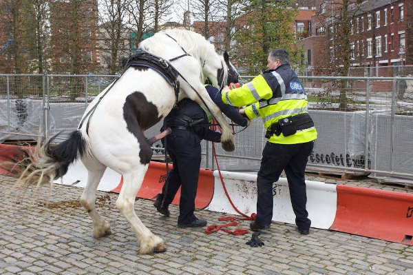 Cavalo A Tentar Enrabar Um Polícia