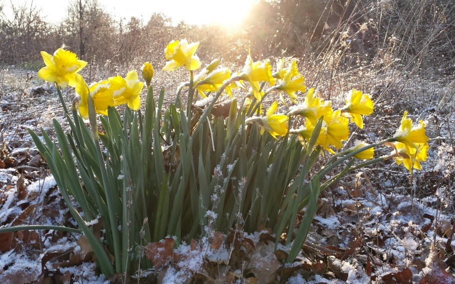 Divinebunbun's Rugged Rural Missouri Daffodil, Narcissus, or Jonquil?