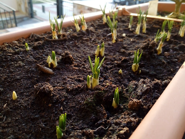 Crocus (Crocus vernus Hill (L.). Hill.).