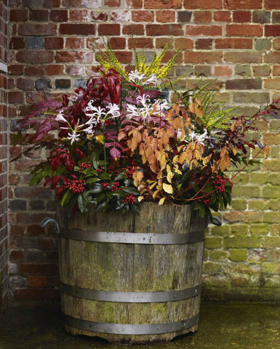 Inspiración en maceta. Plantas de otoño presentadas en un barril de madera