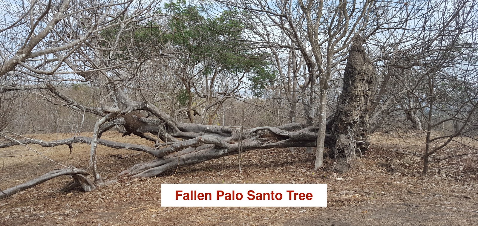 Павшее дерево на. Паоло Санто дерево. Дерево Пало Санто Перу. Паул Санта перуанское дерево. Паласанта дерево.