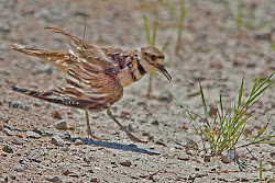 gwillimbury cameragirl east