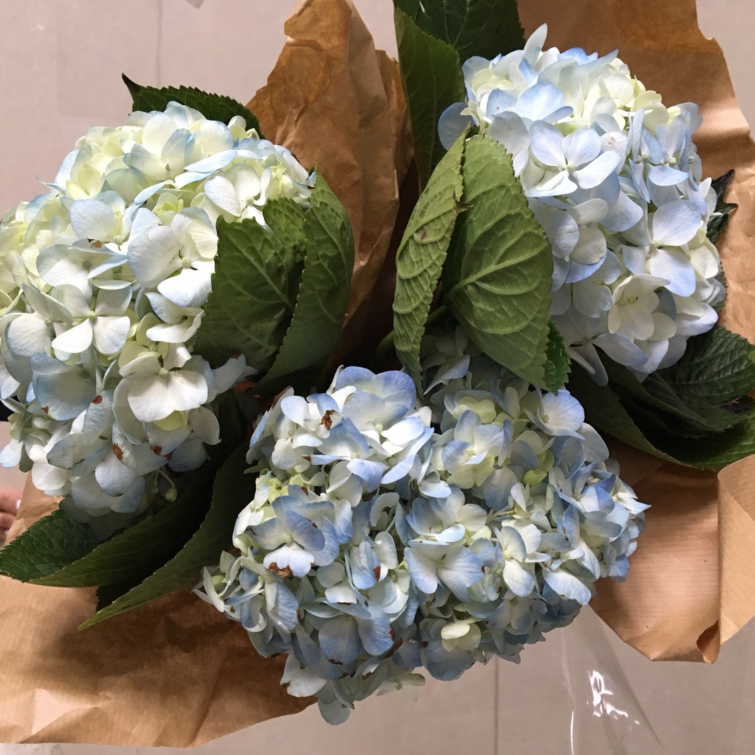 5 Ways to Make Hydrangeas Last Longer Harlow & Thistle Home Design