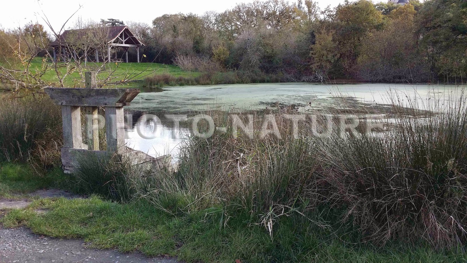 photos animaux et nature les étangs