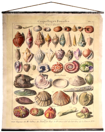 seashell science chart