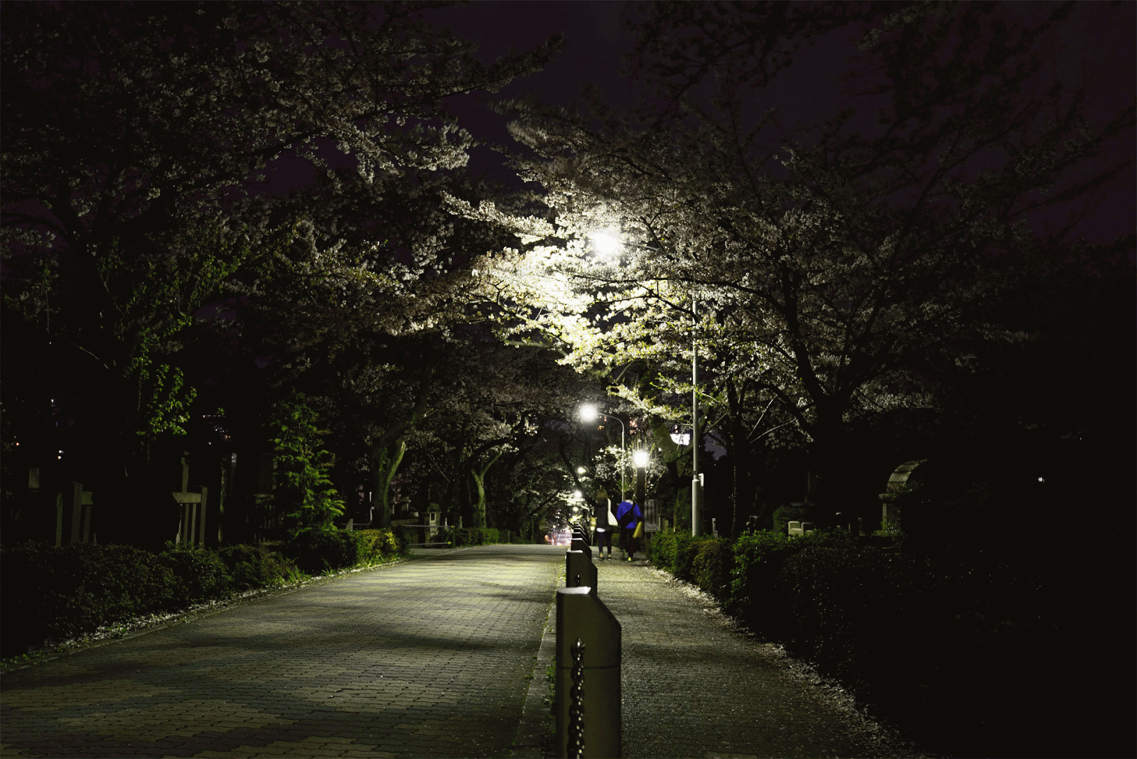 Lost Tokyo Aoyama Bochi Sakura Tunnel Animated GIF