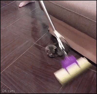Manipulated Kitten GIF • Infinite loop • When your want to clean the floor but your kitty does not want to move Manipulated Kitten GIF • Infinite loop • When your want to clean the floor but your kitty does not want to move