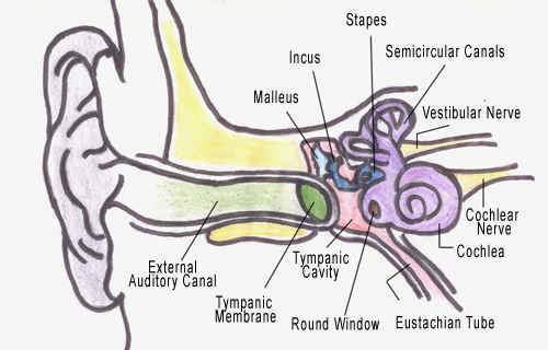 Human Ear Diagram With Label Health Images Reference