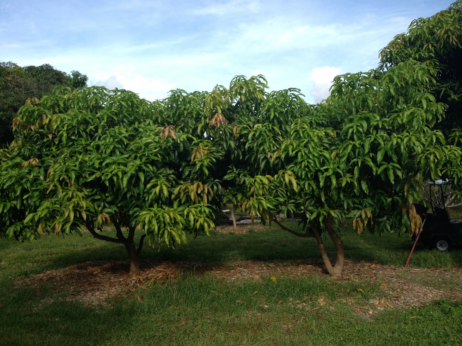 mango carrie trees truly tropical report trimmed morning below were