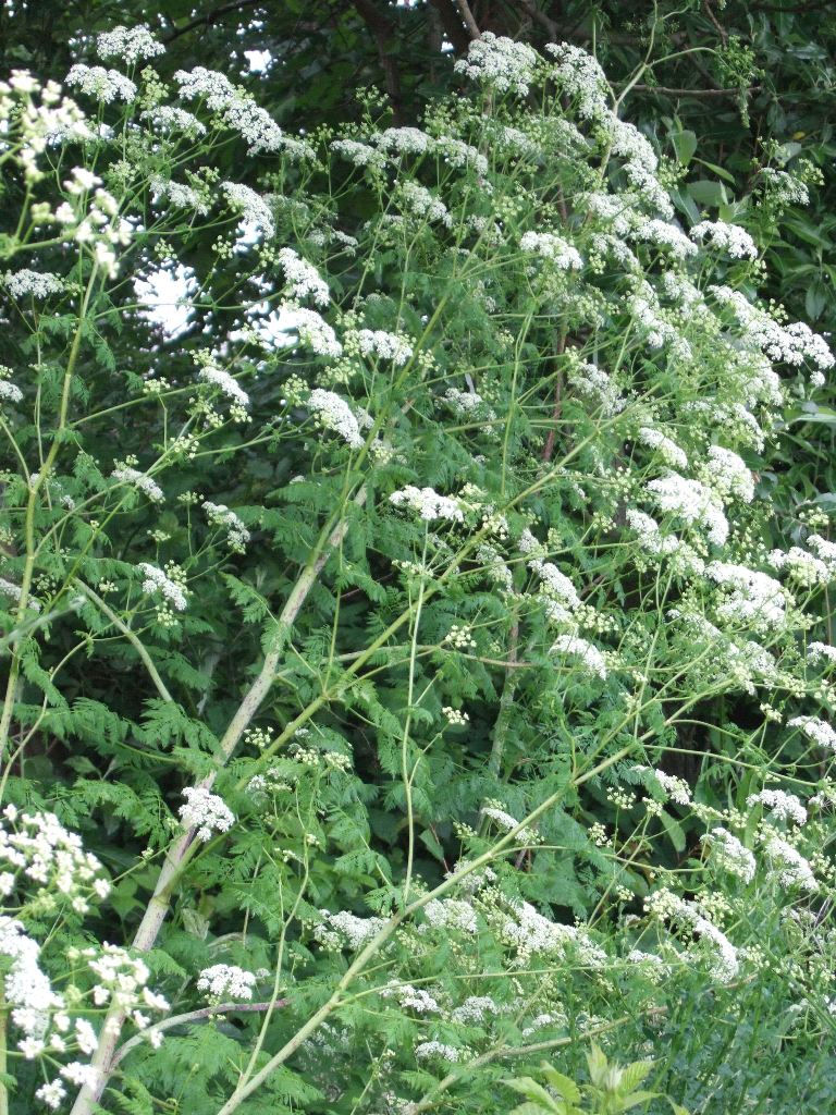 JeffCo Master Gardeners Identifying PoisonHemlock by Audrey Stokes