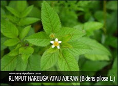PESTISIDA NABATI dari bahan Rumput Hareuga atau Ajeran (Bidens pilosa L.)