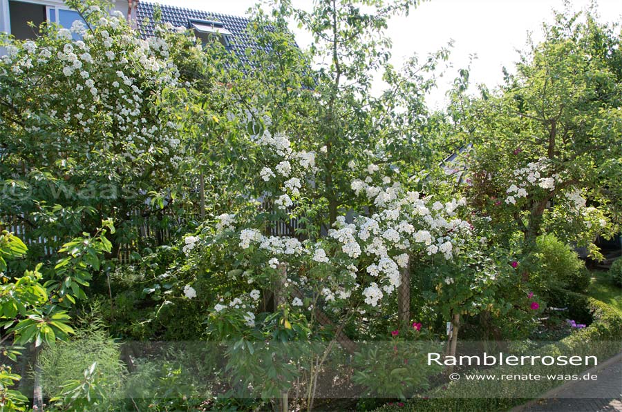 Ramblerrosen für den Garten - Bobby James und Goldfinch, Pflanzung garten, Rosen, Rambler, Pflanzen Garten