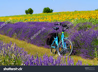 Электровелосипед на лавандовом поле