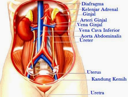 Strukur Anatomi Bagian-Bagian Ginjal dan Fungsinya