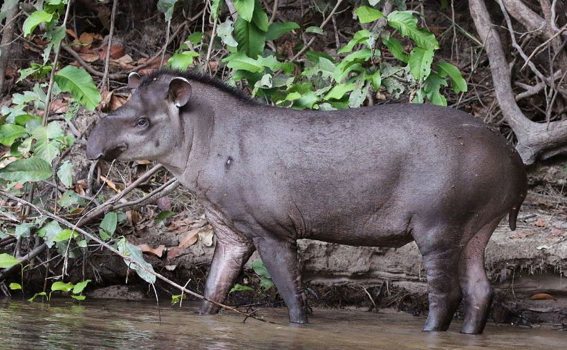 Dan Horvath's Running Blog: Why You Should Always do a Tapir