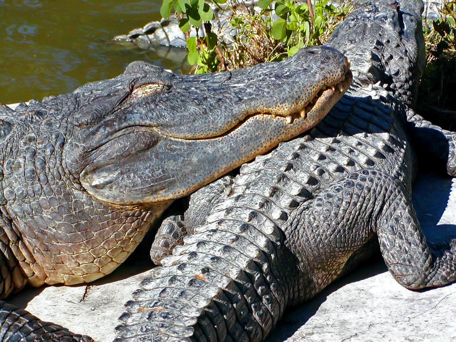 Крокодил картинка. Нильский Аллигатор. Миссисипский Аллигатор. Нильский крокодил Crocodylus niloticus. Нильский крокодил и Аллигатор.