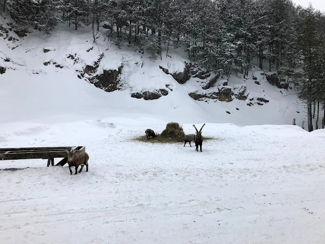 parc omega in winter