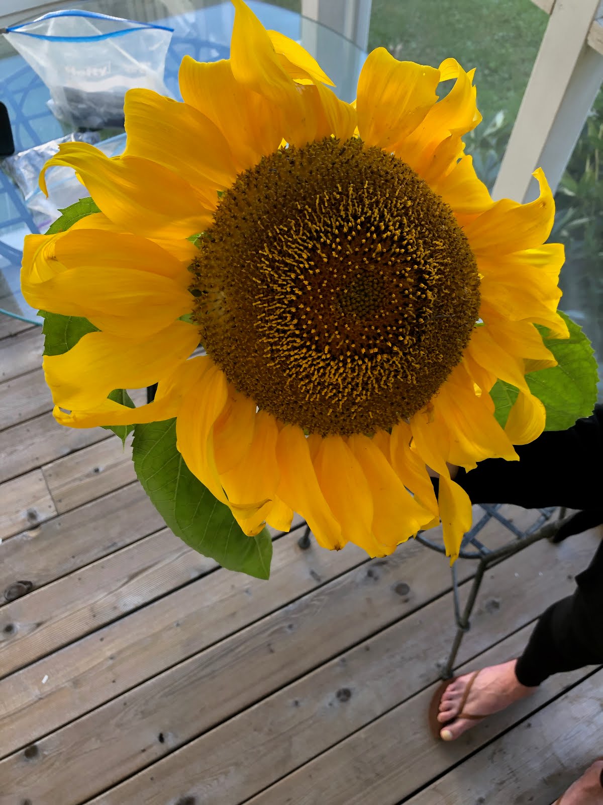 First day of Fall: THIS is a sunflower!