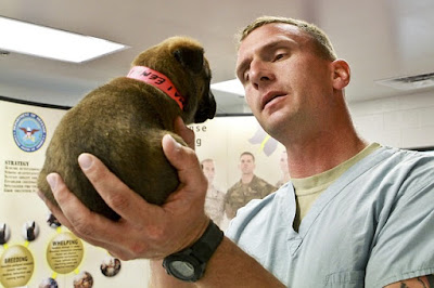 alt="cachorro acude al veterinario por primera vez para vacunarlo"