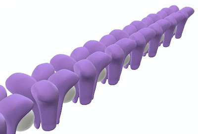 Na channels linked by protein to create a longitudinal signal channel the length of the axon.