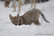 Katia Verza: STAGE CONOSCERE IL CANE LUPO CECOSLOVACCOOSPITE DEL CAMPO . (cuccioli gg di vita prima neve )